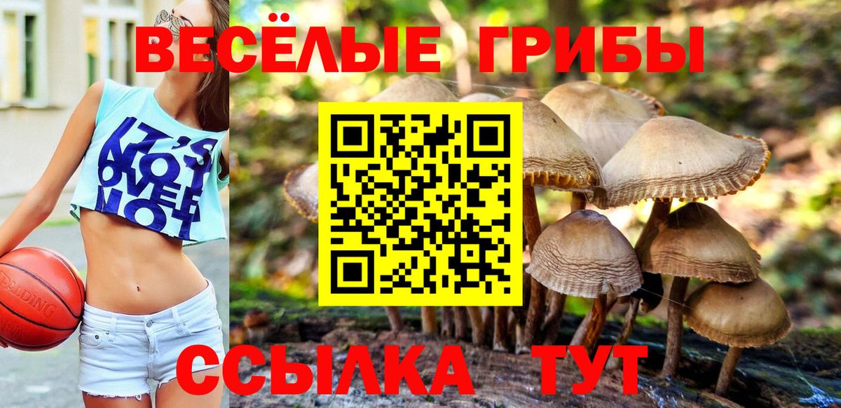 Псилоцибиновые грибы прущие грибы  Вход с VPN  Вятские Поляны 